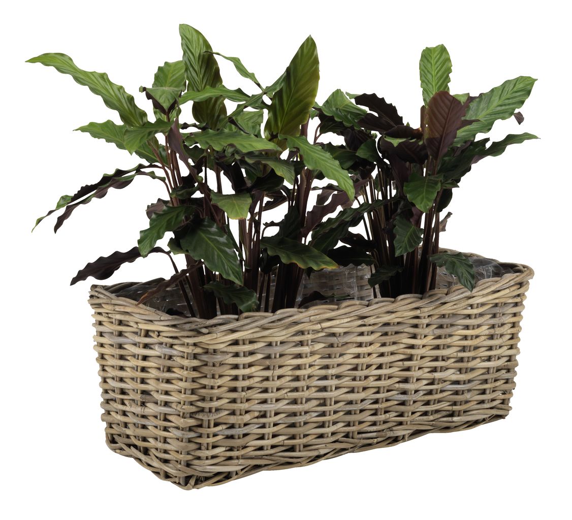 6410010 Dibçək SANSEBIE  