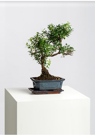 Bonsai Carmona